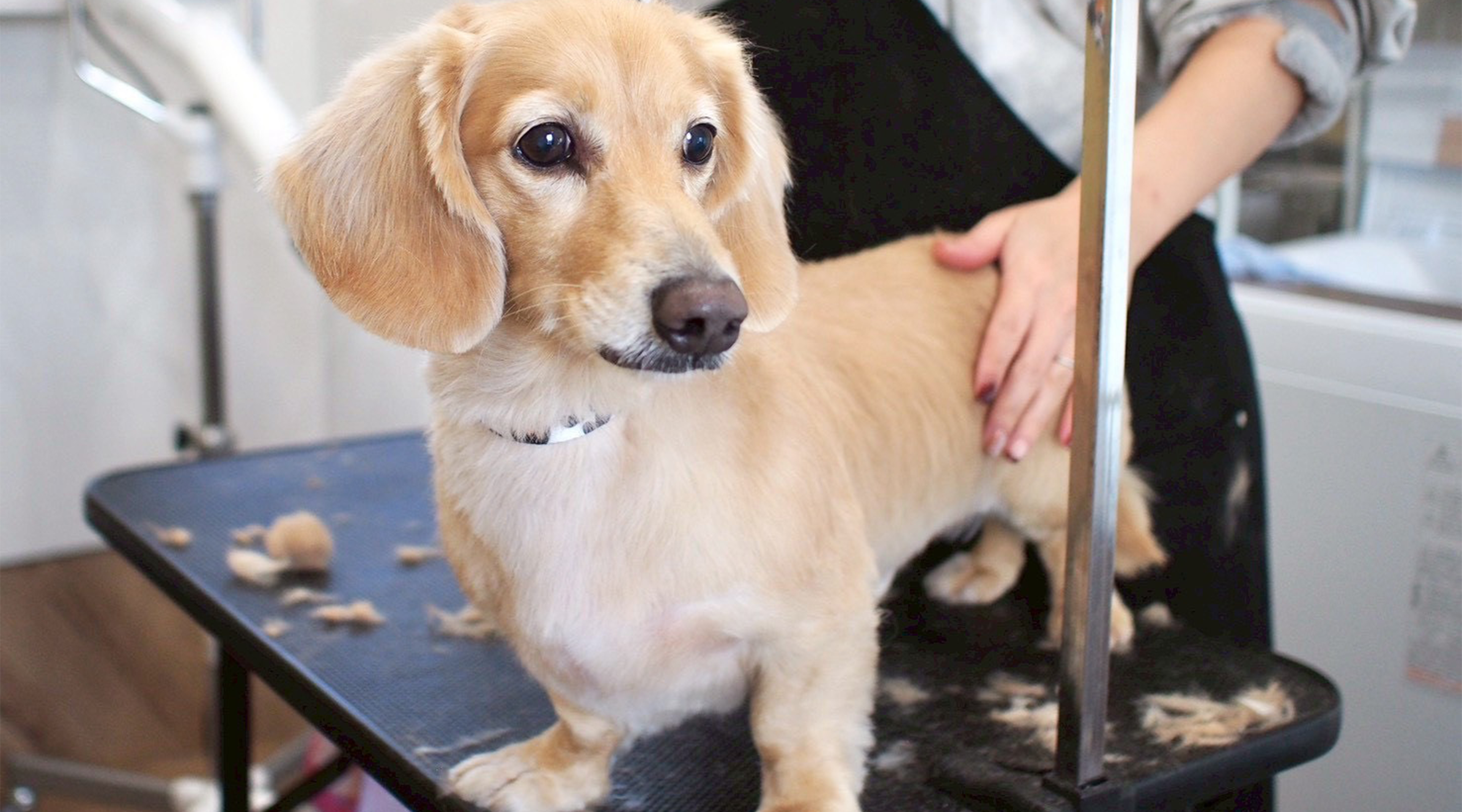 DOGSALON なでのサブ写真１